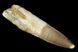Real Spinosaurus Tooth - Partial Root #96523-1